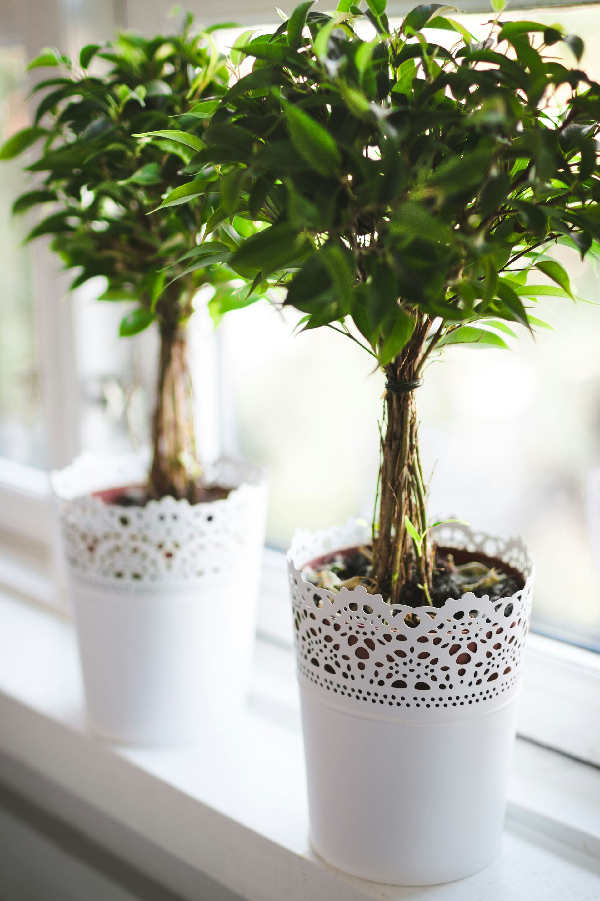 trees