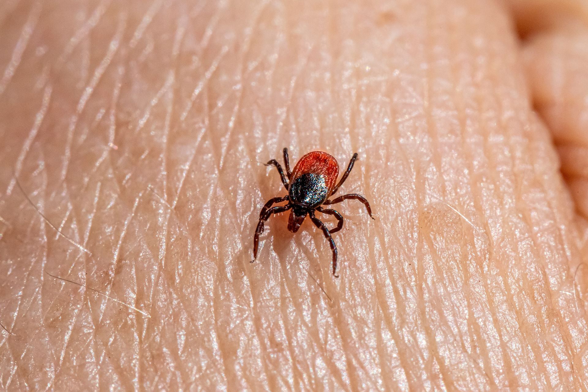 Tick